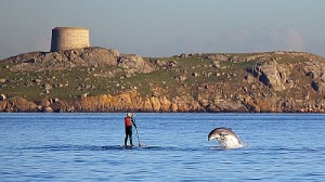 Kayaking and Dolphin Watching off Dalkey Island