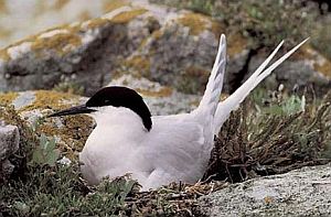 bird watching Dalkey Dublin