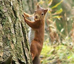 red squirrel